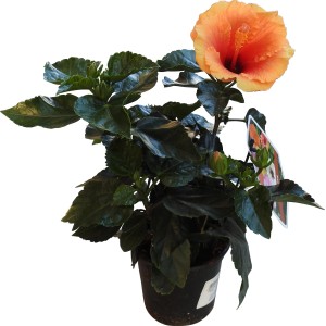 Ibisco in vaso con fiore arancione, ideale per balconi e terrazzi.