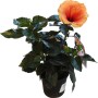 Ibisco in vaso con fiore arancione, ideale per balconi e terrazzi.