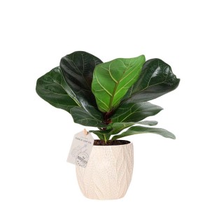 Pianta verde da interno, t.b.t., in vaso con motivo a foglie. Pianta verde decorativa per interni.