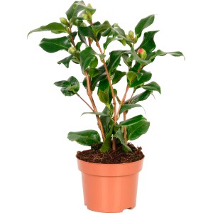Camelia 'Dr. King' in vaso, alta circa 35-40 cm, con foglie verdi e boccioli.