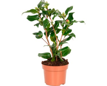 Camellia Japonica Purity In Vaso ø9 Cm - Pianta Rustica Con Fiori Bianchi, Ideale Per Giardino Ombreggiato - Foto 6