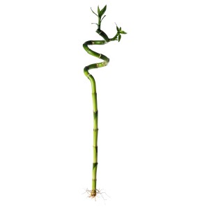 Lucky Bamboo (Dracaena sanderiana) con fusto a spirale, altezza circa 60 cm, su sfondo bianco.