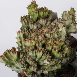 Euphorbia lactea crestata variegata pianta grassa vaso Ø 13 cm