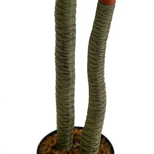 Pianta artificiale in plastica Tronchetto h160 cm