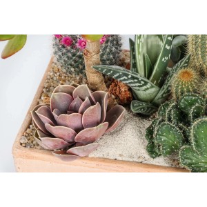 Diverse piante grasse e cactus in una composizione.