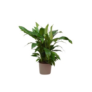 Spathiphillum vaso 27 cm