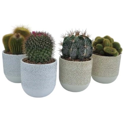 Cactus collezione vaso decor Ø 13 cm