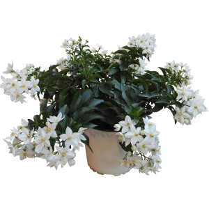 t.b.t. Pianta da vaso con fiori bianchi.