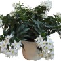 t.b.t. Pianta da vaso con fiori bianchi.