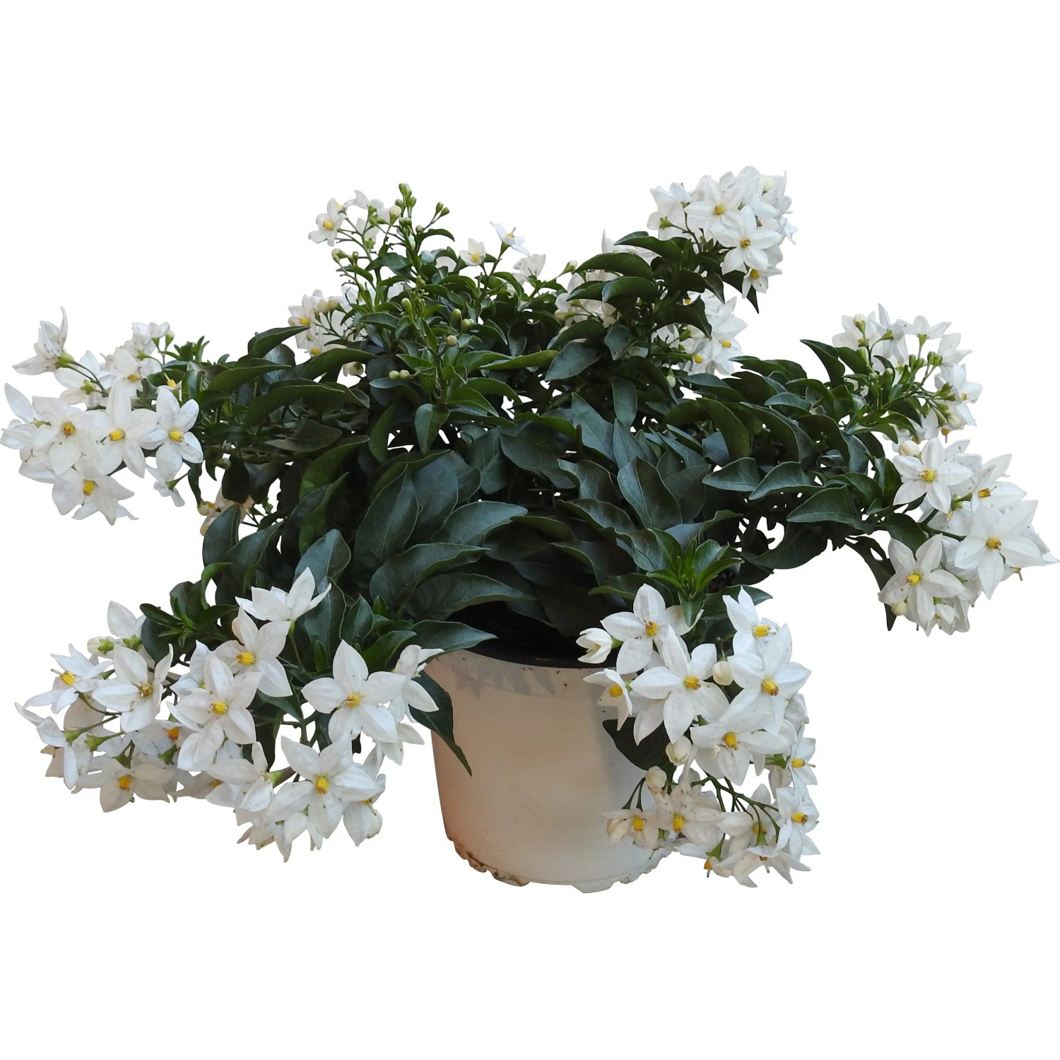 t.b.t. Pianta da vaso con fiori bianchi.