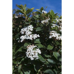 Viburno (t.b.t.) in fiore con fiori bianchi e foglie verdi.