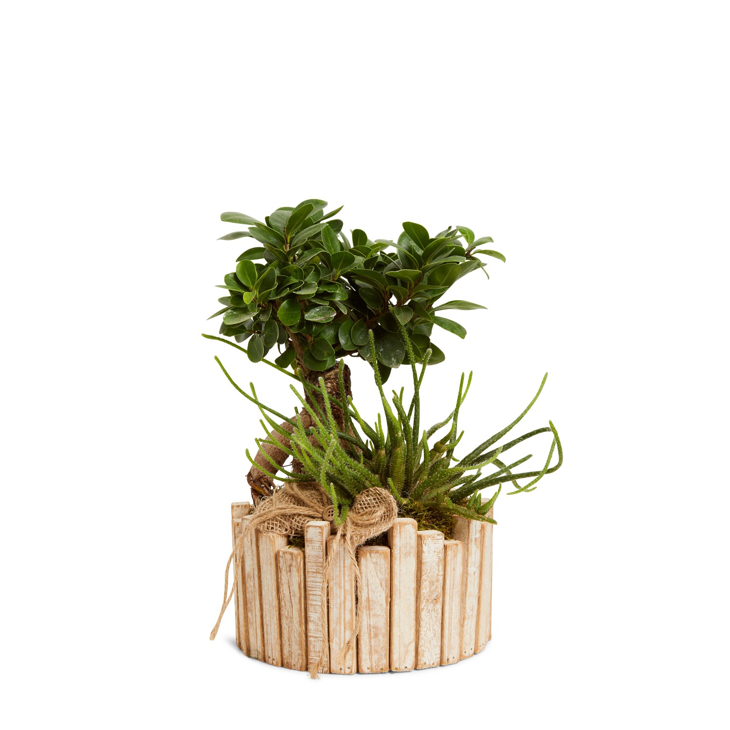 Composizione con Bonsai Ginseng e Rhypsalis in vaso legno OBI