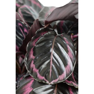 Mini pianta verde con sorprendente motivo fogliare in vaso da 6 cm.