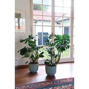 Due piante di Monstera verdi in vasi blu, categoria Vasi per piante.