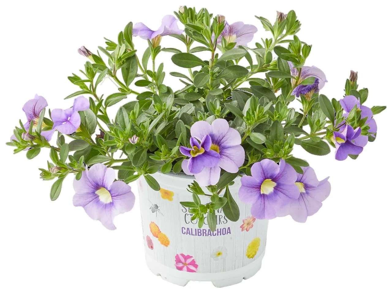 Pianta Di Bietola A Costa Colorata Vaso - Foto 4