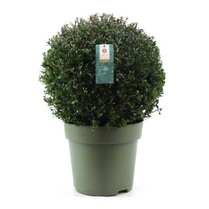 Arbusto sferico in vaso, foglie verdi, arbusto ornamentale per giardino e terrazza.