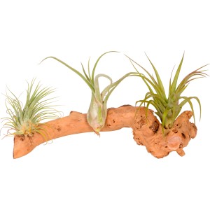 Composizione di Tillandsie con 3 piante su legno, decorativa e moderna.
