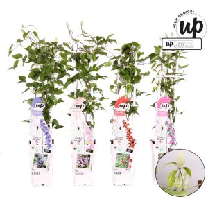 Diverse varietà di Clematide in vaso con supporto per rampicanti.