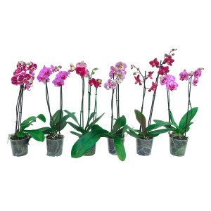 Diverse orchidee Phalaenopsis viola e rosse in vaso.