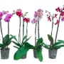 Diverse orchidee Phalaenopsis viola e rosse in vaso.