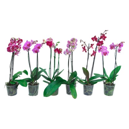 Orchidea Phalaenopsis 2 steli mix vaso Ø 12 cm