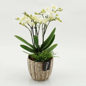 Lilium Roselily Vaso Ø 19 cm