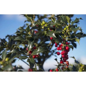 Agrifoglio: Pianta di agrifoglio con bacche rosse e foglie verdi.