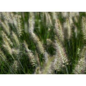 Primo piano di erba Semprevivo in giardino.