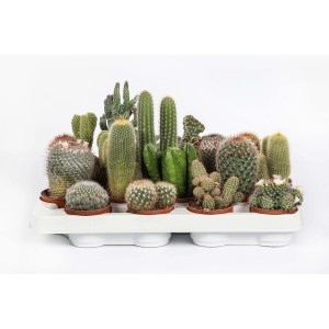 Vari cactus in vaso su un vassoio. Varietà di forme e dimensioni.