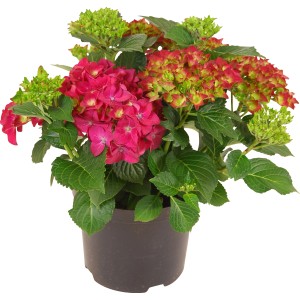 Ortensia rossa in vaso, altezza circa 45 cm. Hydrangea Macrophylla con foglie verdi.