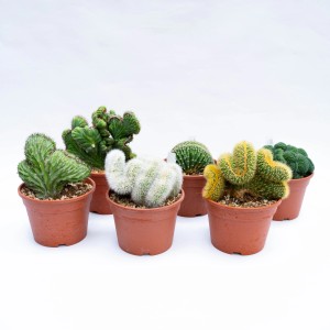 Vari cactus della categoria t.b.t. in vasi marroni.