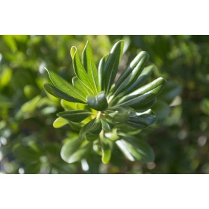 Primo piano delle foglie verdi di una pianta da siepe.