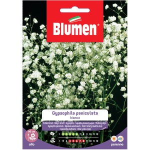 Semi di fiori Gypsophila paniculata per fioriture rigogliose.