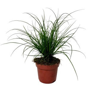 Pianta ornamentale verde in vaso, ideale come pianta d'appartamento o per il giardino.
