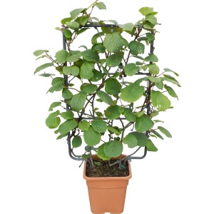 GROW by OBI Kiwi in vaso con supporto per rampicanti, altezza circa 90 cm. Foglie verdi, vaso marrone.