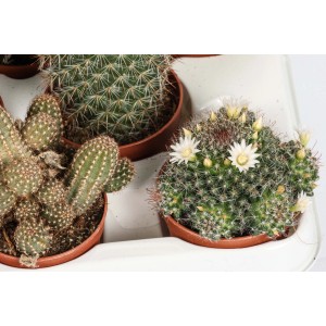 Vari cactus in vaso, alcuni fioriti.