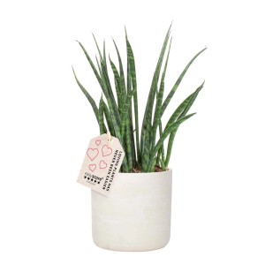 Pianta verde da interno 't.b.t.' in vaso bianco. Pianta decorativa per interni.