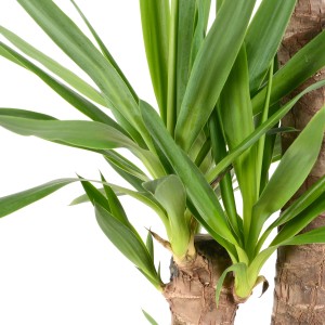 Primo piano: GROW by OBI Palmlilie (Yucca Elephantipes) con 3 fusti e foglie verdi.