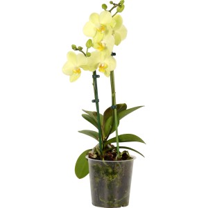 Orchidea Phalaenopsis arancio-gialla, 2 steli, elegante pianta da interno.