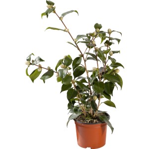 Arbusto t.b.t. in vaso con foglie verdi e boccioli di fiori.