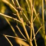Primo piano di rami di Corniolo (t.b.t.) con corteccia giallo-marrone.