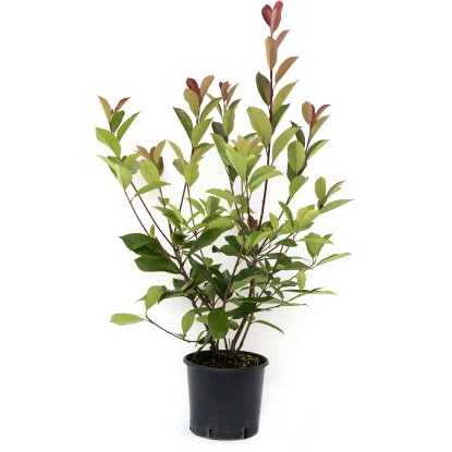 Fotinia serrulata "Red Robin" 80/100 cm