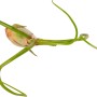 Singola Tillandsia verde dal Mix Tillandsia, dettagliata.