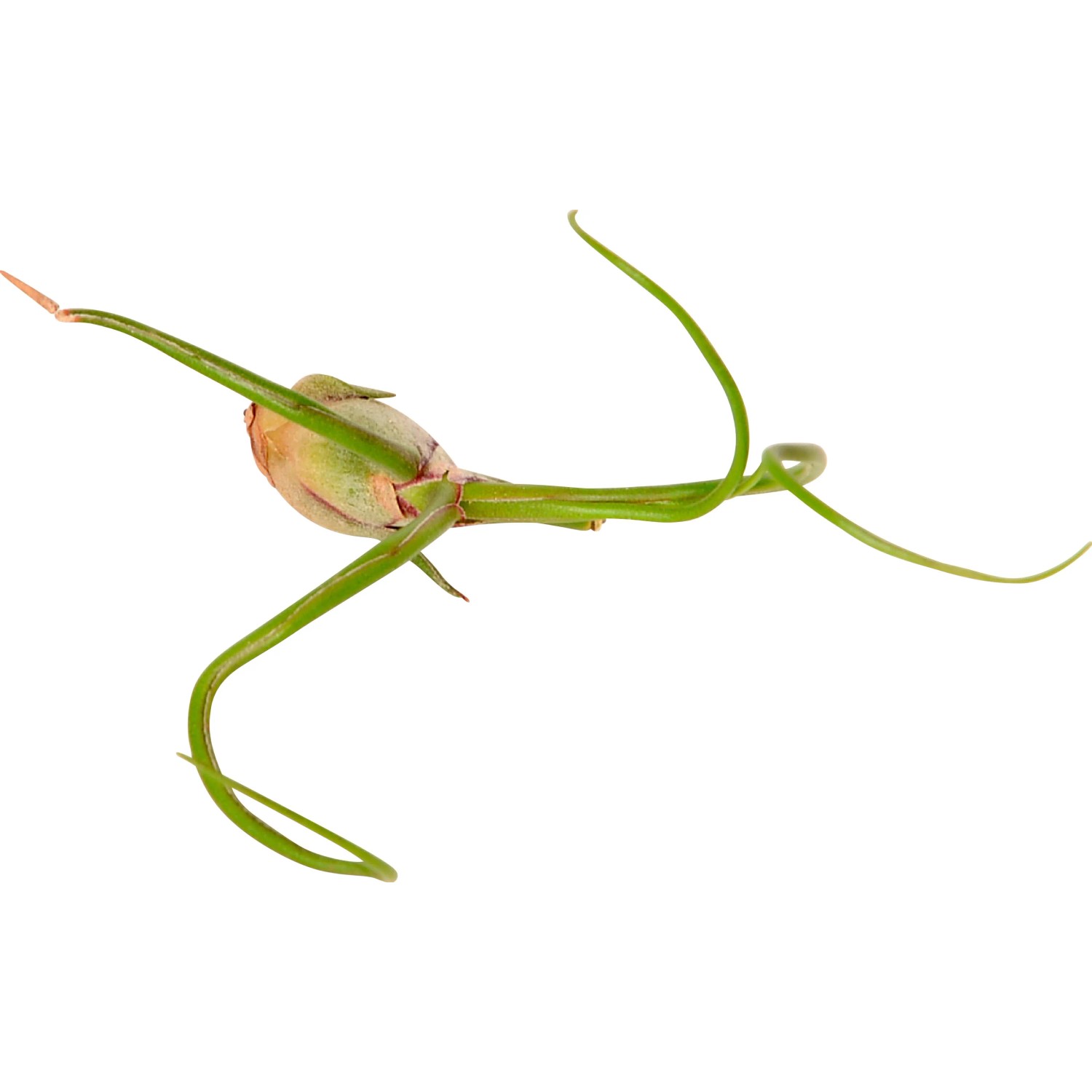 Singola Tillandsia verde dal Mix Tillandsia, dettagliata.