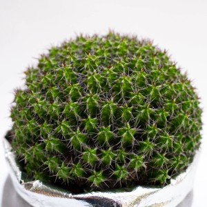 Cactus sferico verde con spine sottili in vaso argentato.