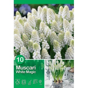 Muscari 'White Magic': Fiori bianchi resistenti al freddo per aiuole e vasi.