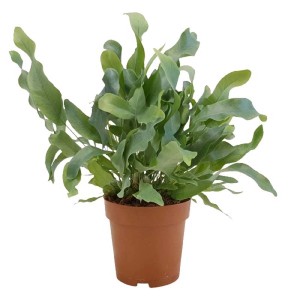 Phlebodium Aur. Blue Star Vaso 12 cm