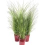 Tre erbe Miscanthus in vasi rossi.