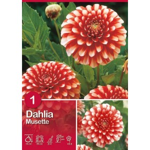 Dalia Musette rosso-bianca: bulbo da fiore con fiori bicolore per aiuole e vasi.