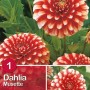 Dalia Musette rosso-bianca: bulbo da fiore con fiori bicolore per aiuole e vasi.